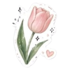 Hoa tulip